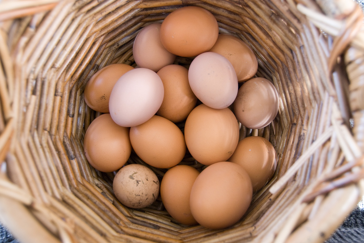 К чему снятся яйца куриные в гнезде. Приснились куриные яйца. К чему снятся яйца куриные. Яйцо для сна. Приснились яйца куриные во сне.